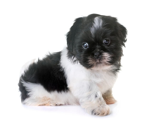 cucciolo shih tzu in studio