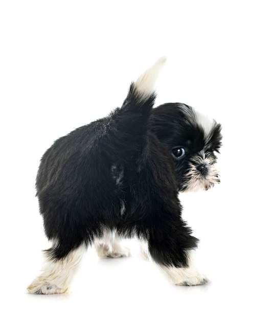 cucciolo shih tzu in studio