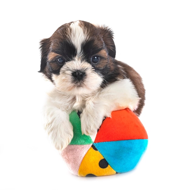 cucciolo shih tzu in studio