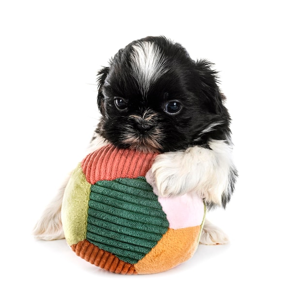 cucciolo shih tzu in studio