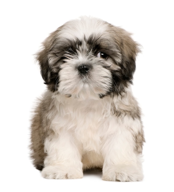 Cucciolo shih tzu settimane