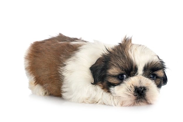 Cucciolo Shih Tzu