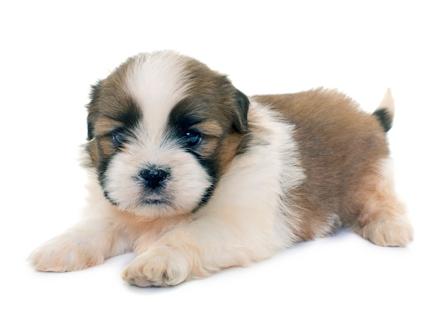 cucciolo shih tzu