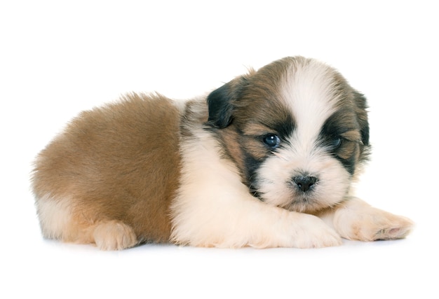 cucciolo shih tzu