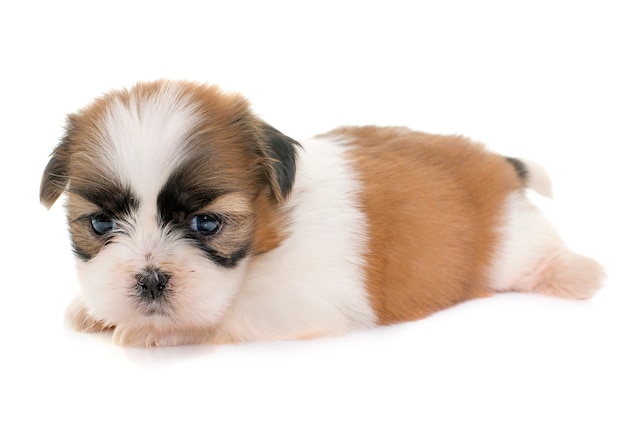 cucciolo shih tzu