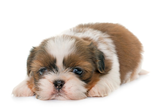 cucciolo shih tzu