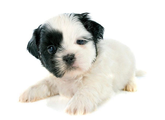 cucciolo shih tzu