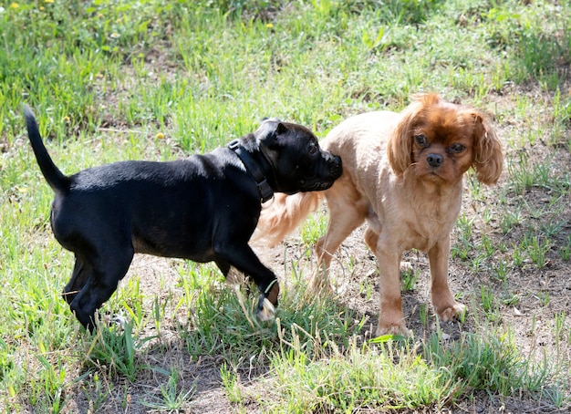 Cucciolo staffordshire bull terrier e cavalier king charles liberi in un giardino