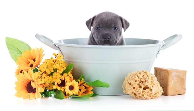 Cucciolo Staffordshire Bull Terrier in una ciotola