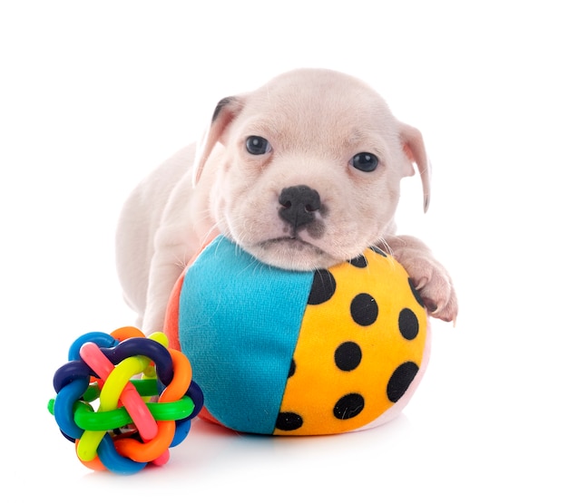 Cucciolo staffordshire bull terrier isolato