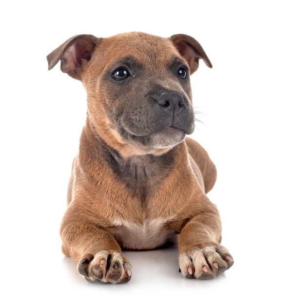 Cucciolo Staffordshire bull terrier