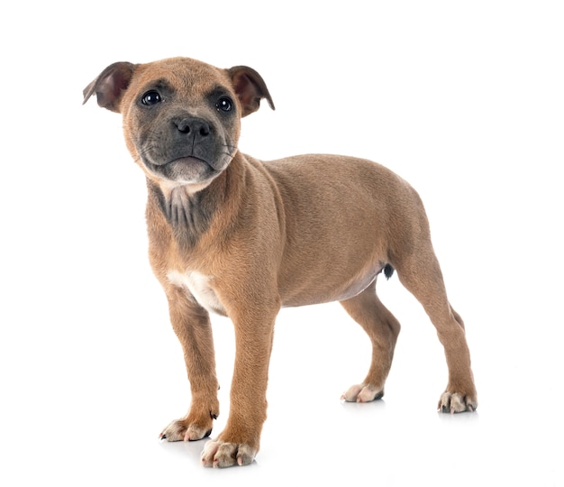 Cucciolo Staffordshire bull terrier