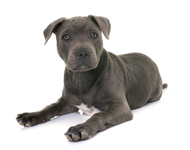 cucciolo staffordshire bull terrier