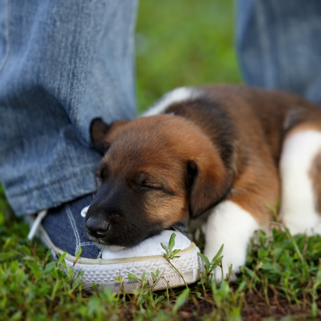 Cucciolo stanco che riposa vicino ai piedi dell'uomo