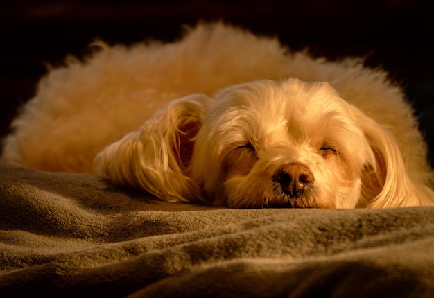 cucciolo sul letto