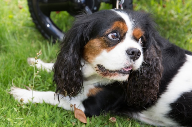 Cucciolo sveglio - cucciolo tricolore sprezzante di re charles spaniel in parco