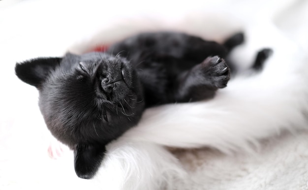 Cucciolo sveglio del bambino che dorme. Pug o cane brabanson con faccia buffa