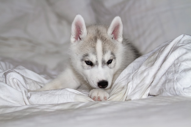 Cucciolo sveglio del husky siberiano che si siede sul fondo bianco. il cane è sdraiato sul letto. Il cucciolo si concede.