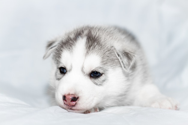 Cucciolo sveglio del husky siberiano che si siede sul fondo bianco