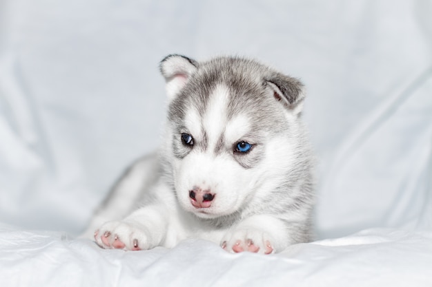 Cucciolo sveglio del husky siberiano che si siede sul fondo bianco