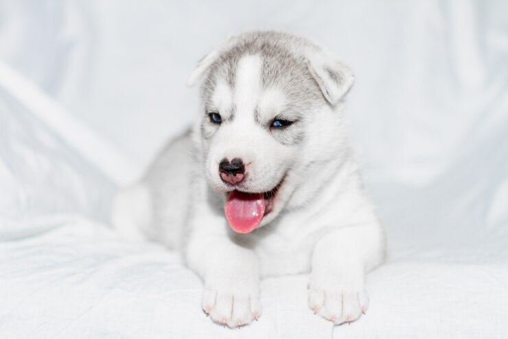 Cucciolo sveglio del husky siberiano che si siede sul fondo bianco