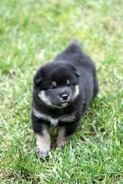 Cucciolo sveglio di inu di shiba di abbronzatura su erba