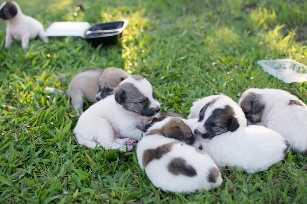 Cucciolo tailandese che dorme sull'erba verde