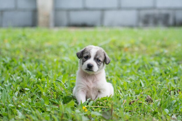 Cucciolo tailandese che si siede sull'erba