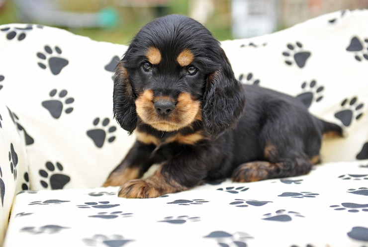 Foto cucciolo tenero