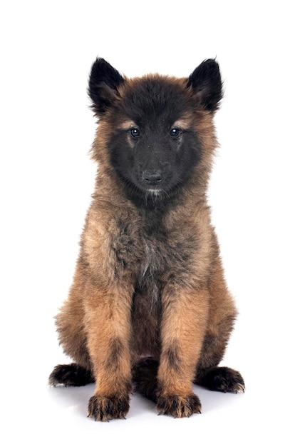 cucciolo tervueren in studio