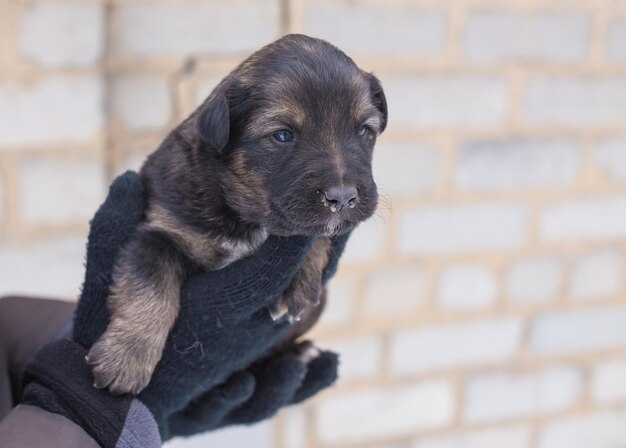 Cucciolo tra le sue braccia