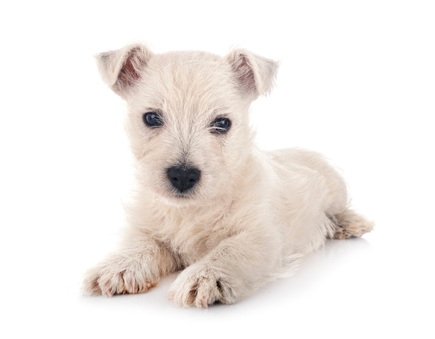 Cucciolo West Highland White Terrier davanti a uno sfondo bianco