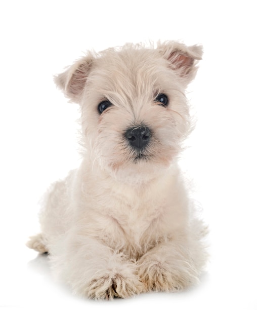 Cucciolo West Highland White Terrier davanti al bianco