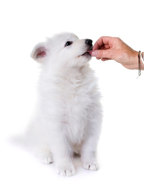 cucciolo White Shepherd Dog