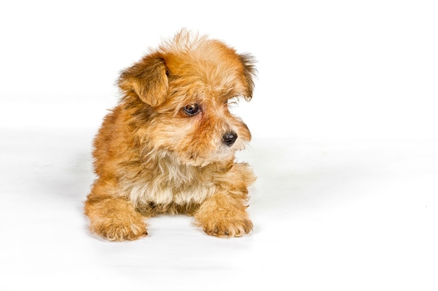 Cucciolo yorkshire terrier su sfondo bianco