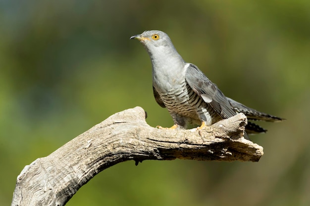 Cuckoo comune sulla sua torre di guardia preferita con le ultime luci di un giorno di primavera