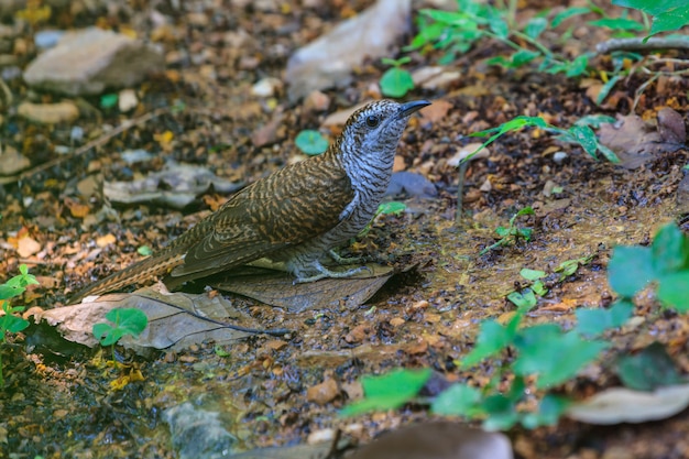 Cuculo della baia fasciato in natura