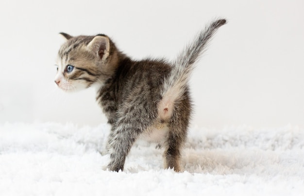 Culo piccolo gattino. isolato su sfondo bianco