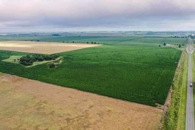 Cultivazione del mais Provincia di Buenos Aires Argentina