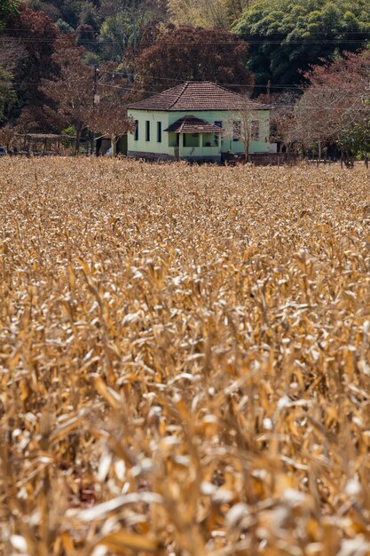 Cultivazione del mais sul campo