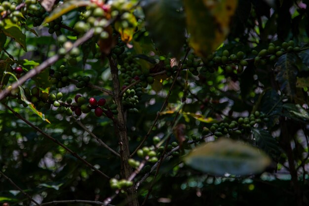 Cultura colombiana del caffè: questa macrofotografia mostra una pianta di caffè adornata con grappoli di chicchi in vari stadi di maturazione