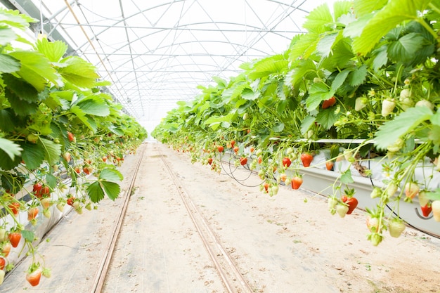 Cultura in una fragola di serra e fragole