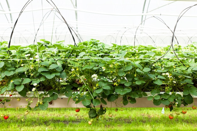 Cultura in una fragola di serra e fragole