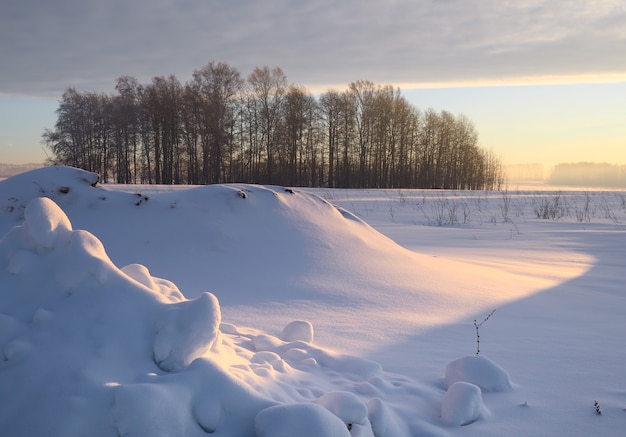 Cumuli di neve con alberi su una pianura invernale