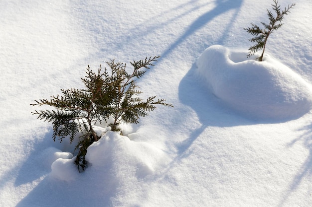 Cumuli di neve dopo la nevicata in inverno