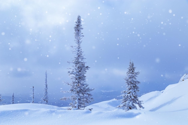 Cumuli di neve e abeti nella neve soffice, cielo tra nuvole, paesaggio invernale. Sta nevicando. Vista della natura dalla montagna di Utya nella stazione sciistica di Sheregesh in Russia.