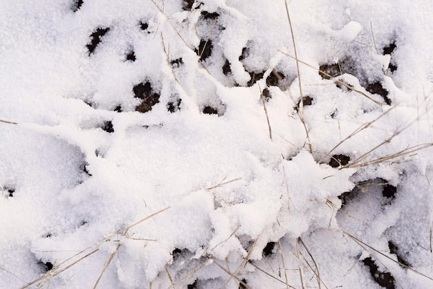 Cumuli di neve invernali da neve bianca brillante e una vecchia erba secca per sfondi naturali astratti