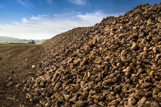 Cumulo di barbabietole raccolte nel campo in autunno, stagione del raccolto, kagats