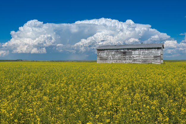 Cumulonimbus tempesta nuvole sopra un vecchio bidone di grano e un campo di colza in piena fioritura in Canada