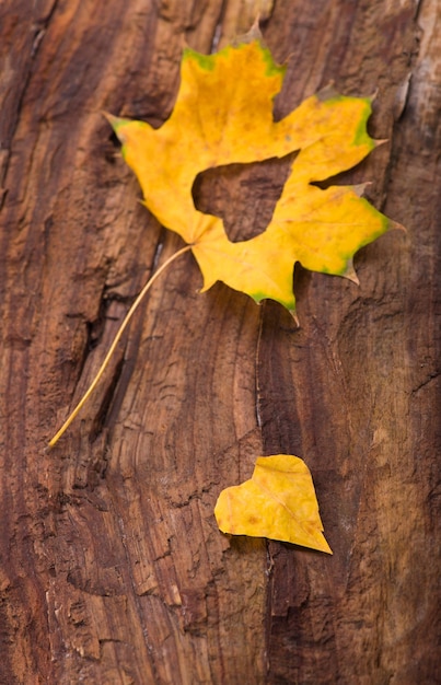 Cuore colorato fatto di foglie di autunno su uno sfondo di legno.